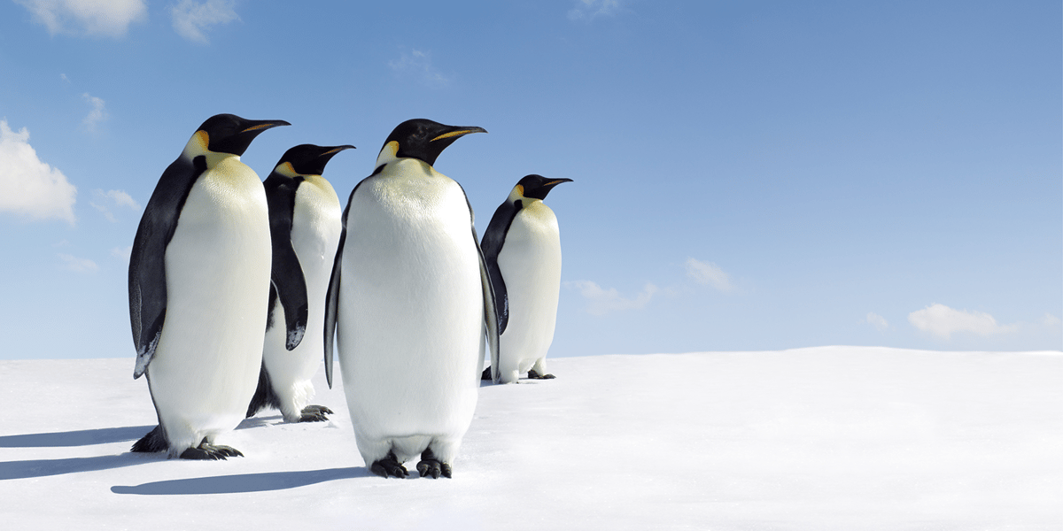 remote working south africa