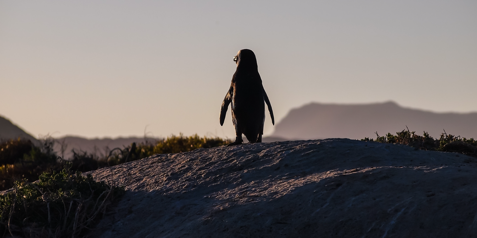 Google Penguin Update