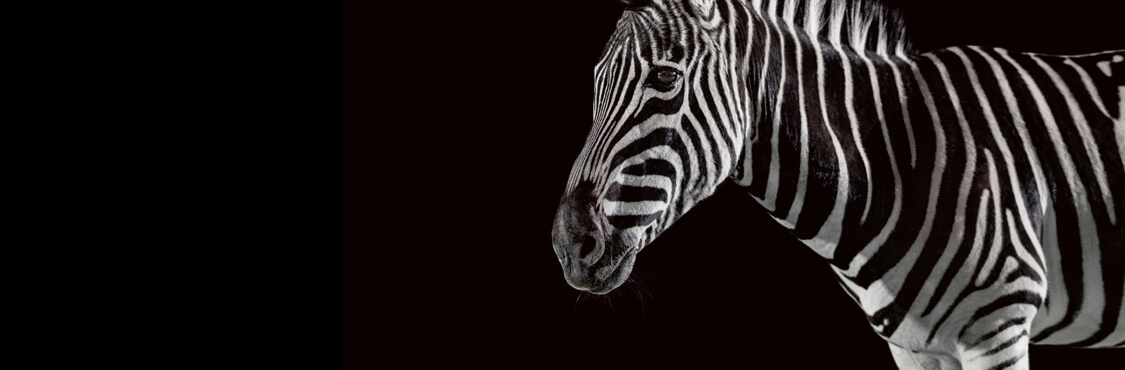 MO-case-study-header-Investec