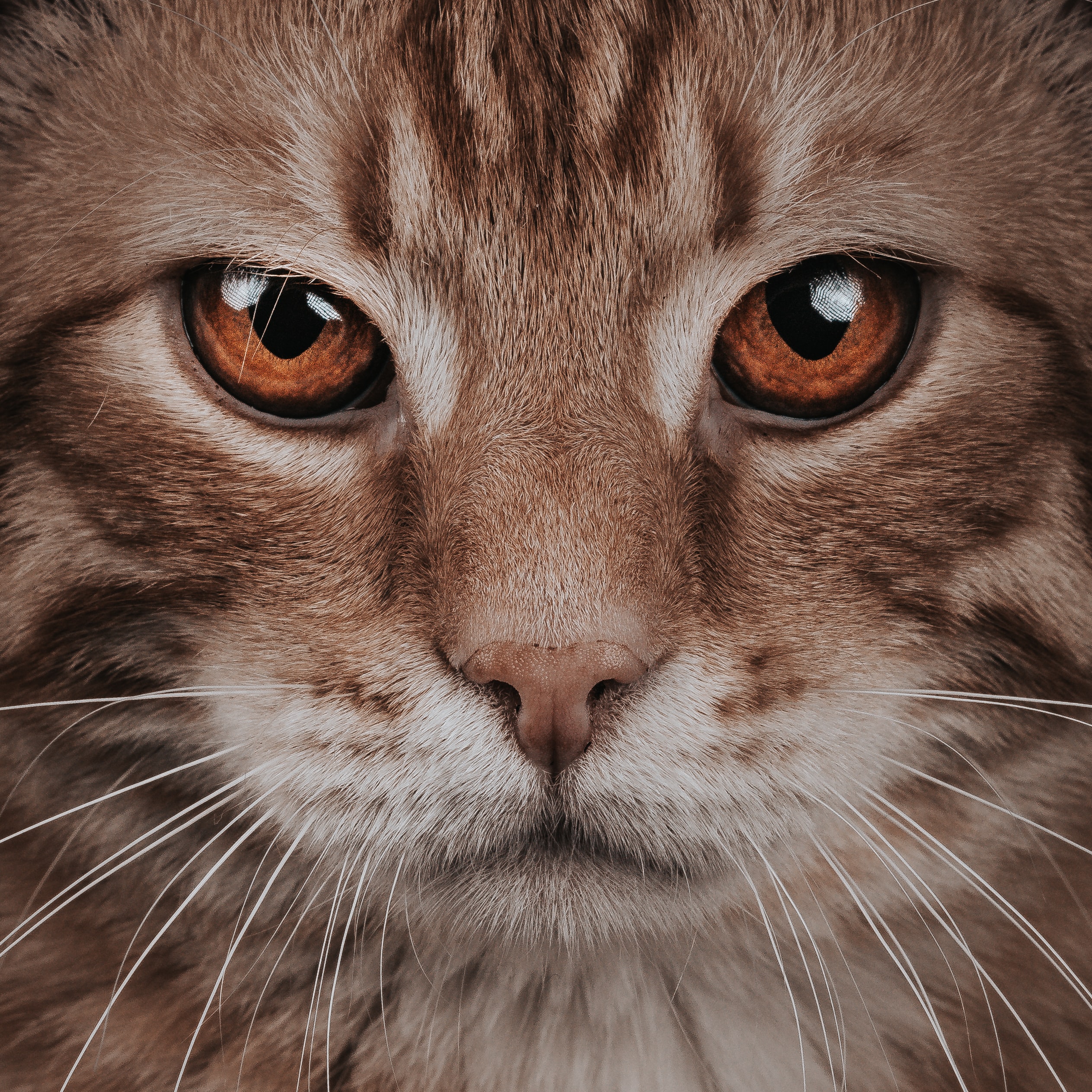 Cat staring into your soul